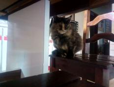 世俱杯赛程-新疆钢铁长城难敌利拉德时间领主，撕裂之城王牌上演终极审判