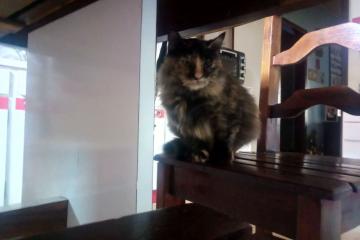 世俱杯赛程-新疆钢铁长城难敌利拉德时间领主，撕裂之城王牌上演终极审判