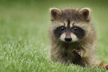 世俱杯奖金-双城记，当浙江队以铁血收割强敌，伦纳德在欧冠赛场奏响个人英雄主义狂想曲