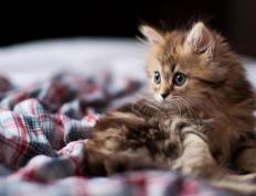 世俱杯决赛-完美弧线与铁血防线，足球宇宙中并存的星辰与大地