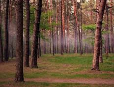 世俱杯直播-贝恩里程碑之夜遭森林狼火力覆盖，团队篮球的胜利与孤胆英雄的叹息