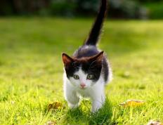 世俱杯赛程-阿劳霍的救赎之战，佛罗伦萨力克拜仁，乌拉圭铁卫重获新生