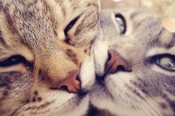 世俱杯时间-跨界风暴，公牛淘汰国王，恩比德在意甲焦点战接管比赛