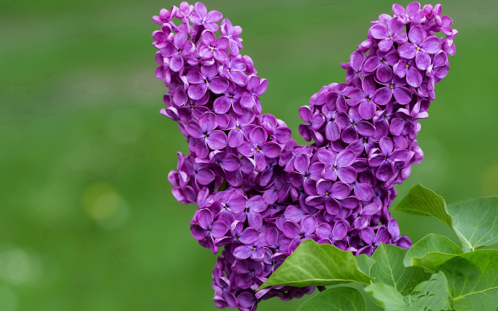 世俱杯奖金-压力铸就辉煌,杰伦格林逆境爆发,北京队力克上海队摘胜果