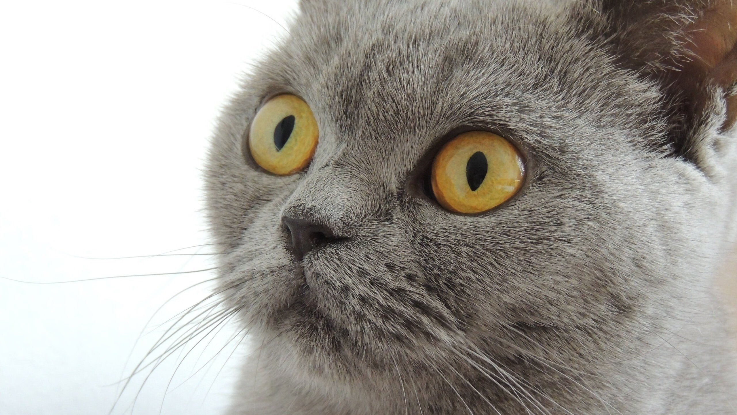 世俱杯-铁血防线锁死南美旋风，关键先生终结比赛悬念—论巴萨式防守与卡塞米罗的决胜瞬间