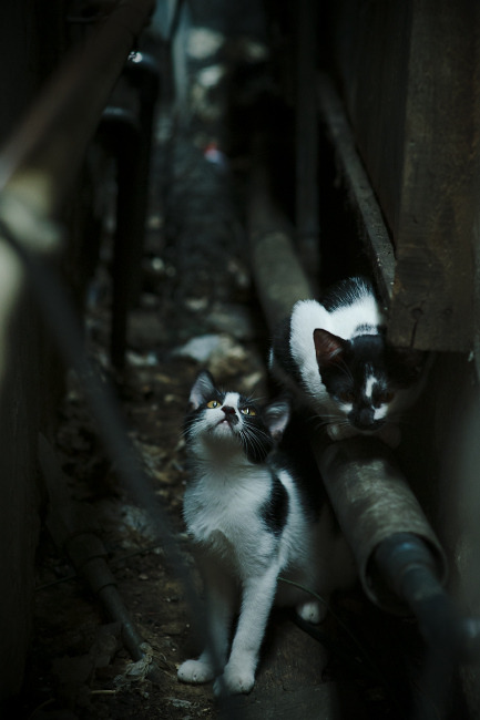 世俱杯时间-双线战场，羽翼与火焰的博弈，及那根突然出现的权杖