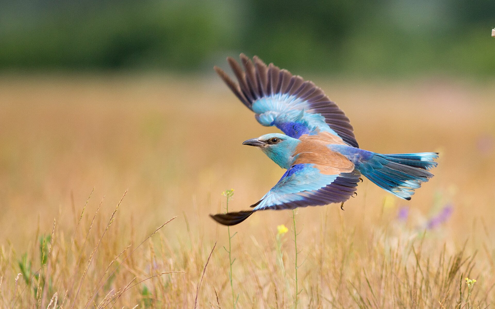 世俱杯参赛资格-喀麦隆门神降服紫百合！门迪三连扑锁定胜局