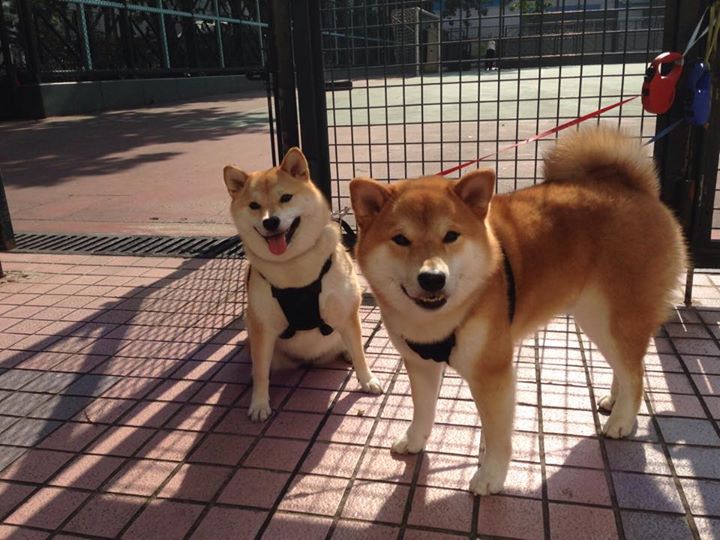 世俱杯赛程-速度与激情，F1新赛季启程与阿尔及利亚足球大捷的交响