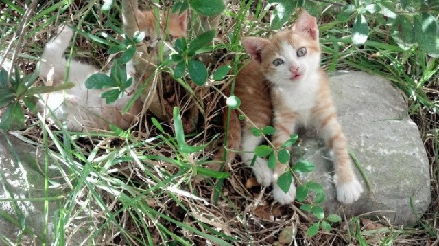 世俱杯直播-高光与团队,詹姆斯宝刀未老,掘金提前终结悬念公牛