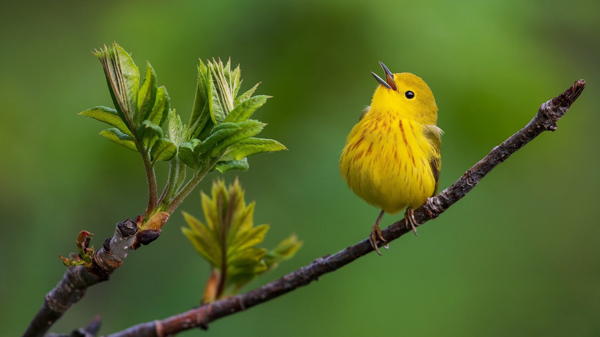 世俱杯赛程-最后一秒罚球线，当塔图姆在无声中击溃整座密尔沃基