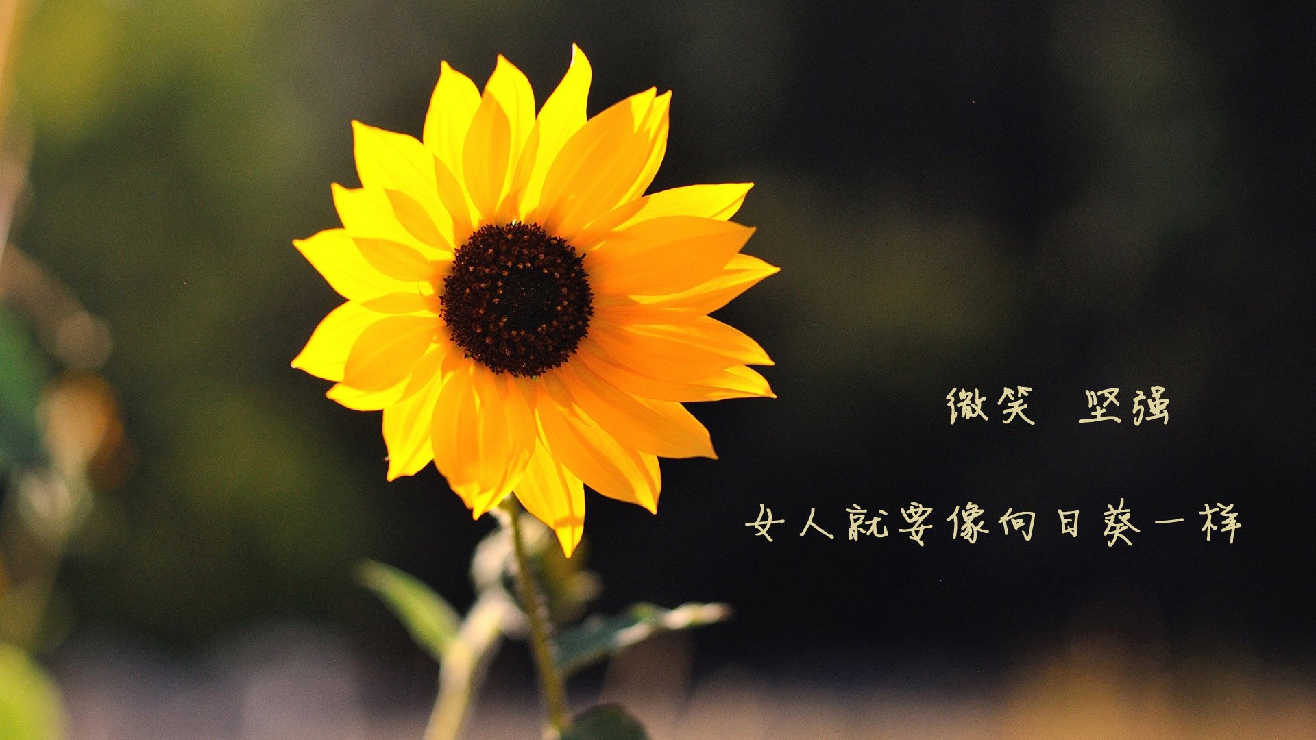 世俱杯赛程-惊魂伯纳乌，喀麦隆4-2力克西班牙，福登独造三球难救主